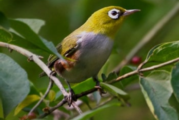 pop roodfankbrilvogel