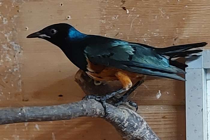 driekleurglansspreeuw