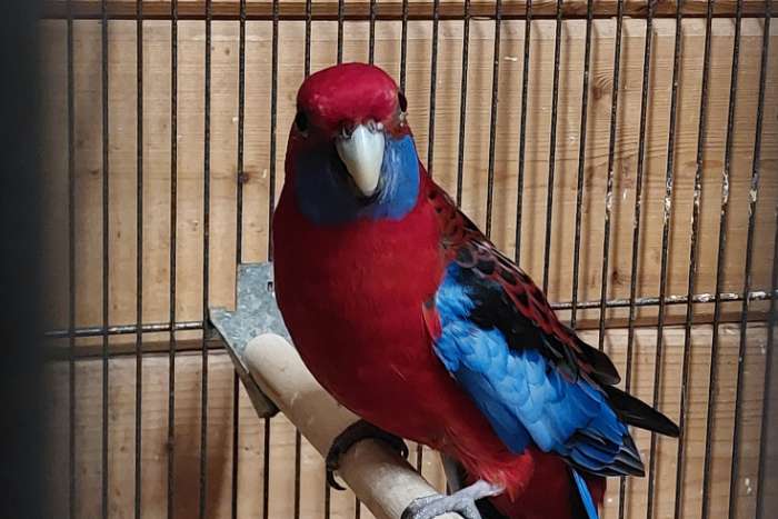 pennant rosella pop gezocht