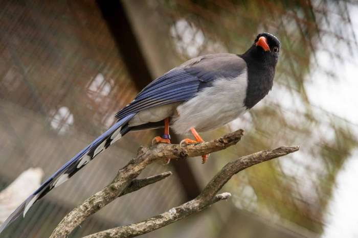 1-1 roodsnavel kitta