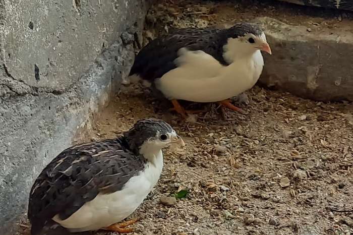 chinese dwergkwartels bont