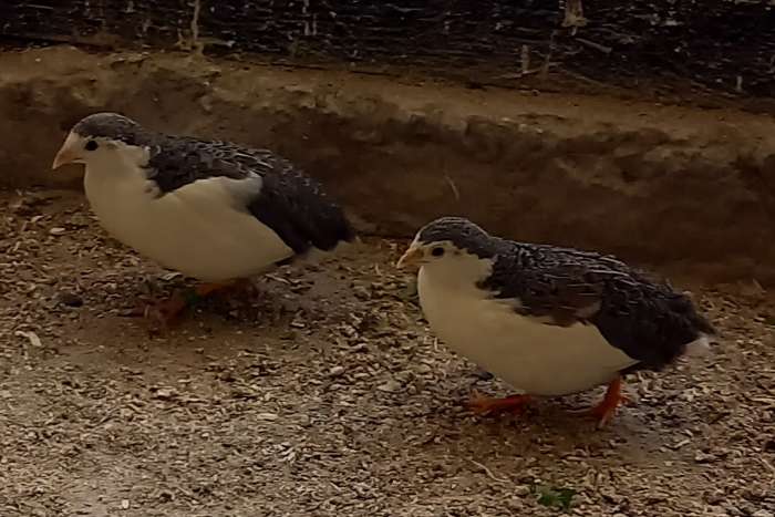 chinese dwergkwartels bont