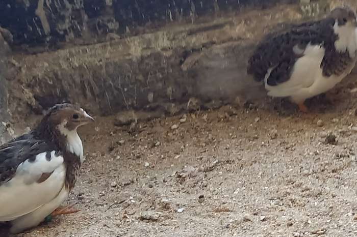 chinese dwergkwartels bont