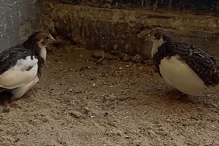 chinese dwergkwartels bont