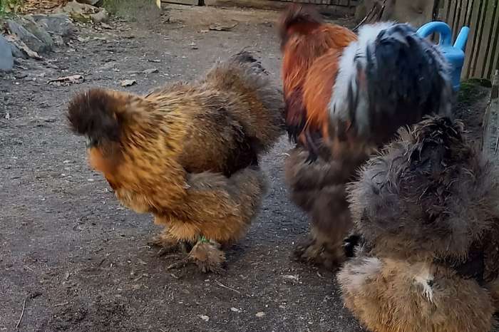 zijdehoen met baard meerzomig patrijs