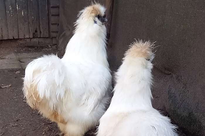 zijdehoen met baard wit