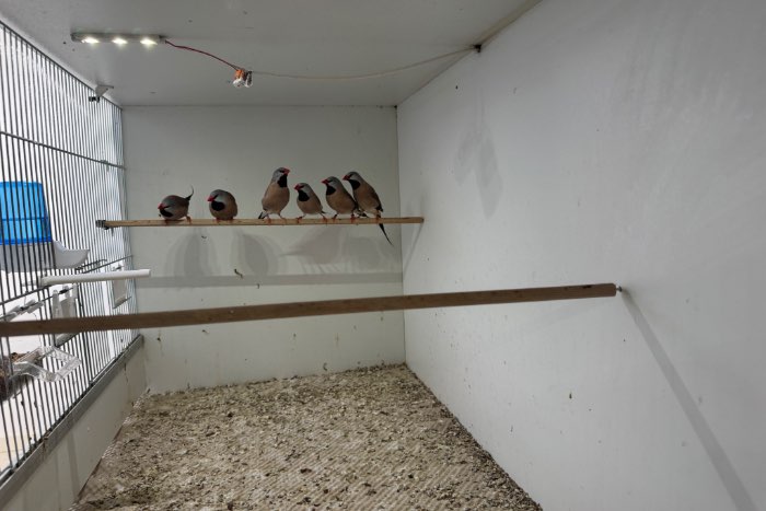 roodsnavelspitsstaartamadines te koop