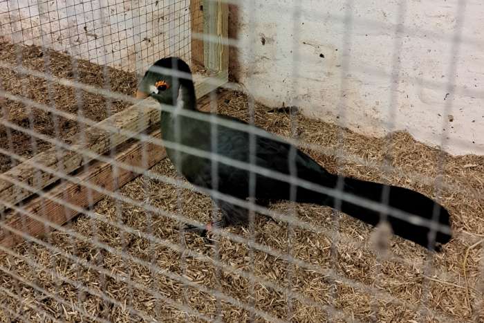 witwangtoerako - menelikornis leucotis