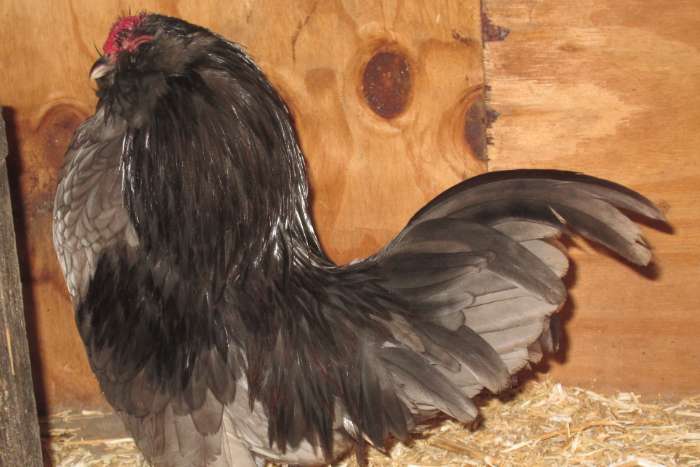 antwerpse baardkrielen