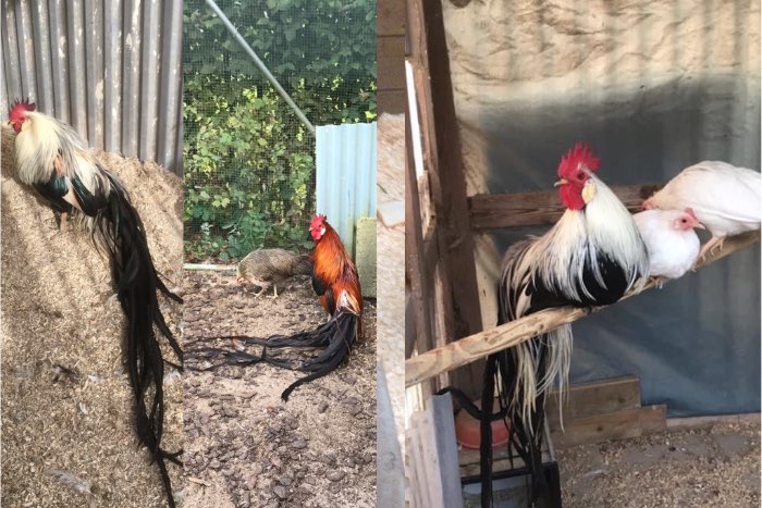 broedeieren onagadori