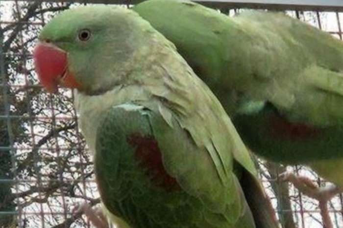 grote alexanderparkiet split lutino man