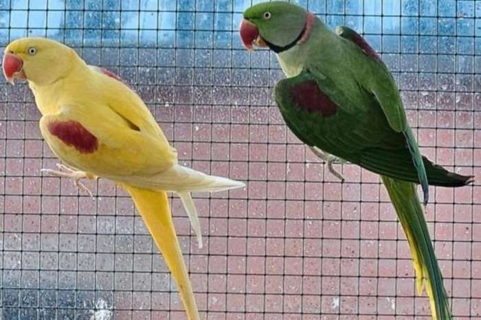 grote alexanderparkiet split lutino man