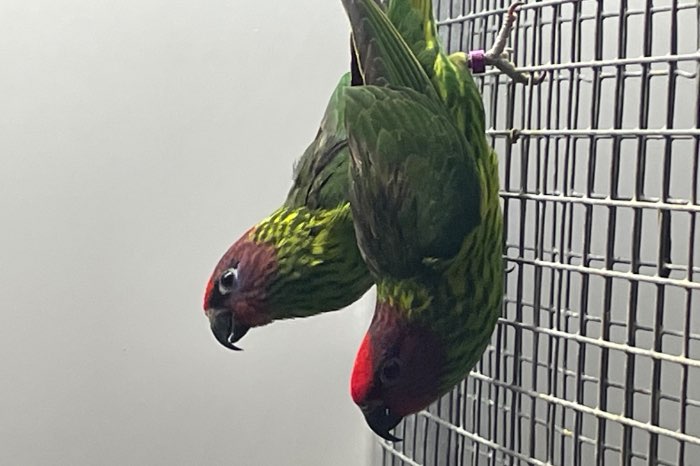 koppel viooltjeslories