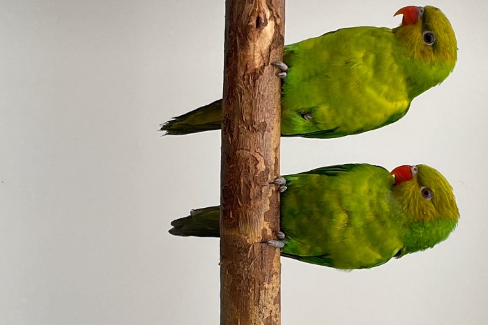 koppel geelkoplories