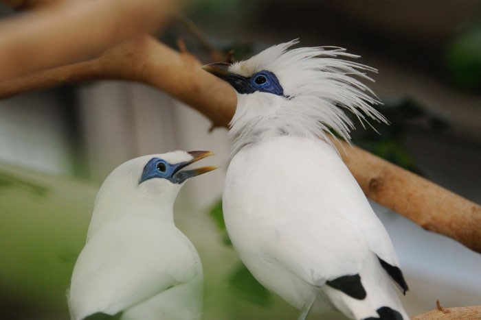 prachtig koppel balispreeuwen.