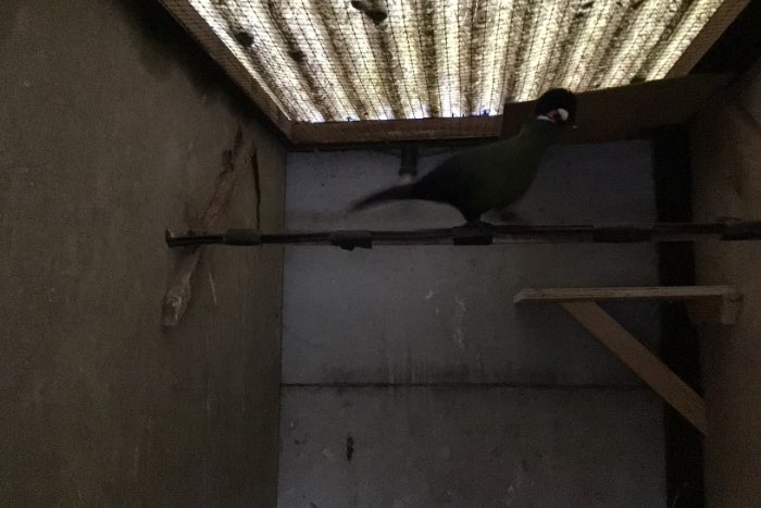 hartlaup toerako van 2025