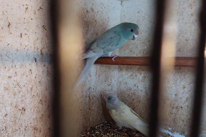 kwkoppel.barraband 22