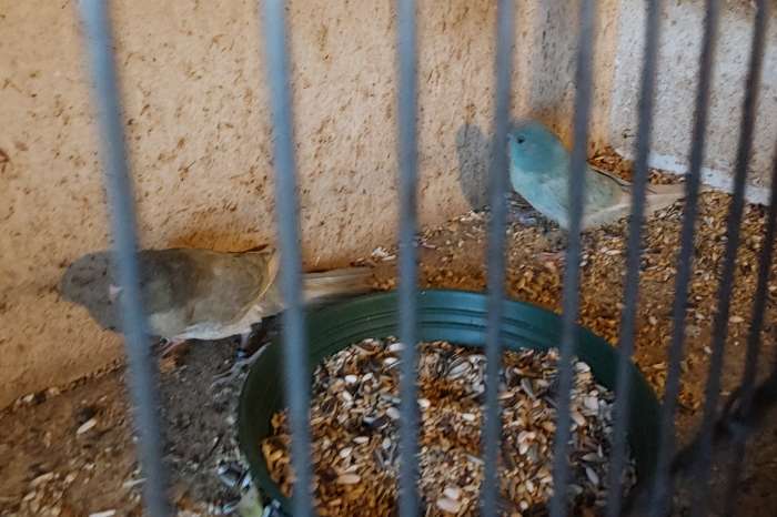 kwkoppel.barraband 22