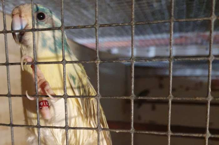 kwkoppel.barraband 22