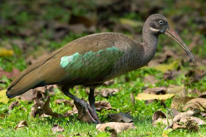 searching for 1 male of hadada ibis
