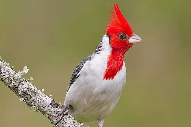 roodkuifkardinaal man 2025