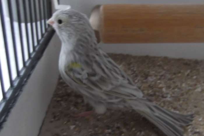 agaat pastel geel mozaiek