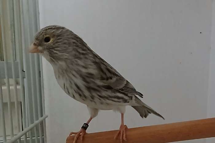 agaat pastel geel mozaiek