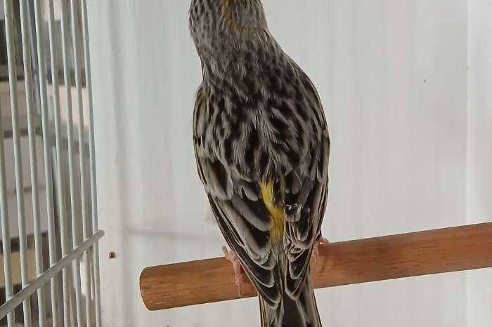 agaat pastel geel mozaiek