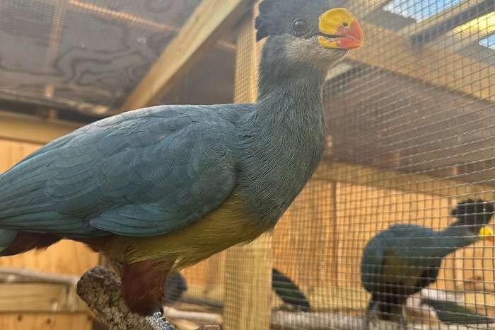 grote blauwe toerako