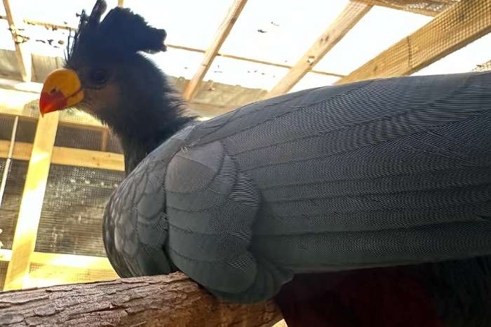 grote blauwe toerako