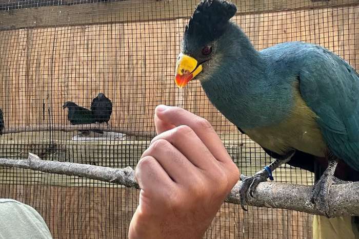 grote blauwe toerako