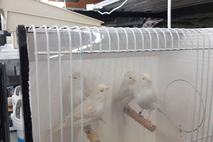 satinet wit en isabel wit