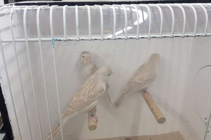 satinet wit en isabel wit