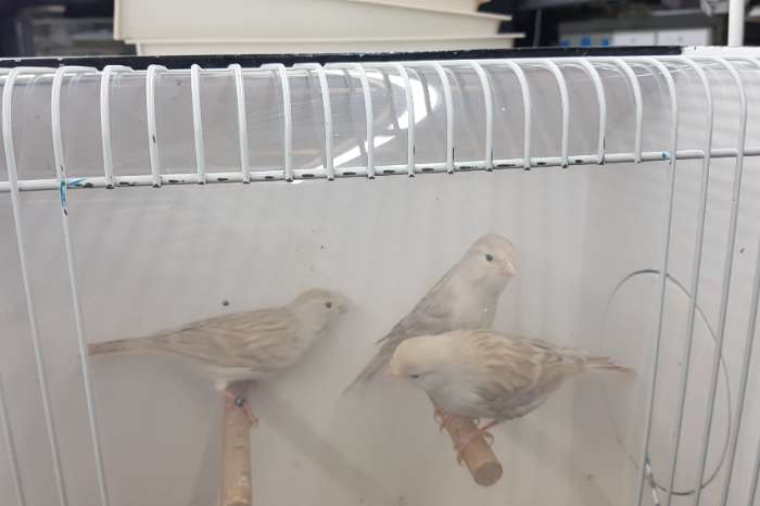 satinet wit en isabel wit