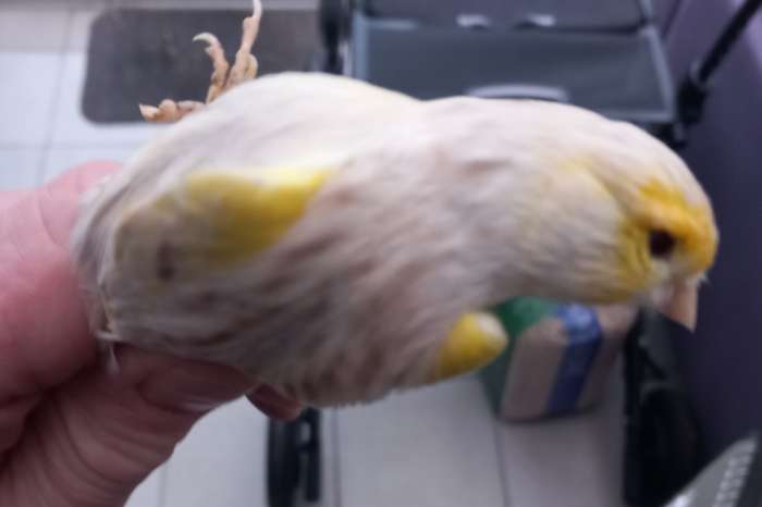 mozaïek geel kanaries met pigment