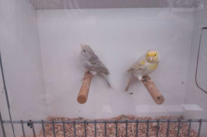 mozaïek geel kanaries met pigment