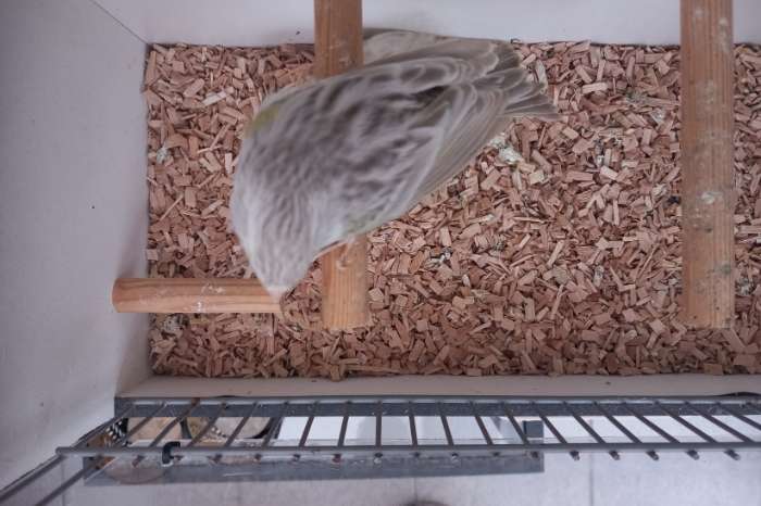 mozaïek geel kanaries met pigment