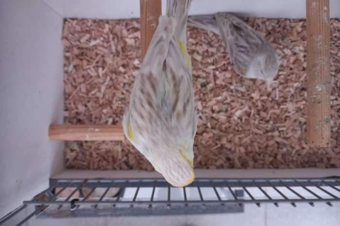 mozaïek geel kanaries met pigment