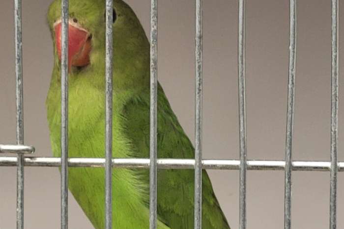 2 kweekrijpe poppen a taranta tt kwaliteit