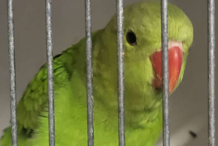 1 kweekrijpe pop a taranta misty ef tt kwaliteit