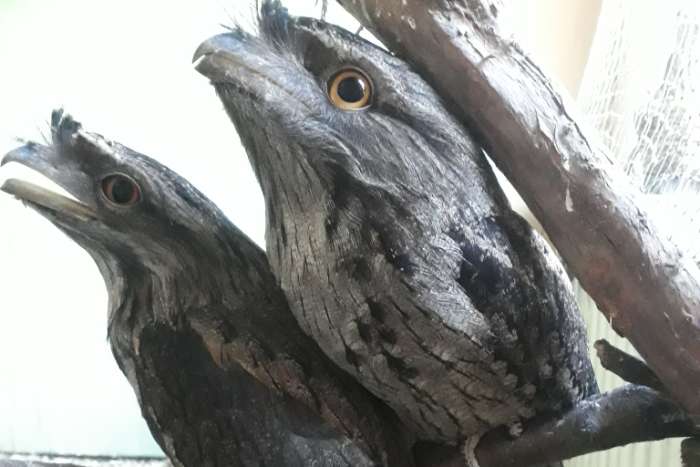 2,0 podargus strigoides 2025