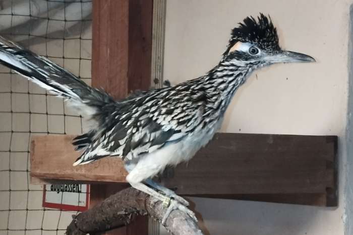 suche 0,1 wegekuckuck geococcyx  californianus