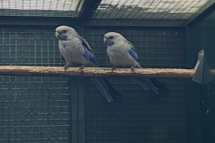 mooi fors blauw pennant rosella 21/21 koppel