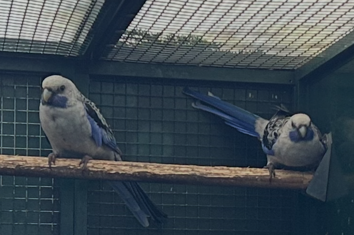 mooi fors blauw pennant rosella 21/21 koppel