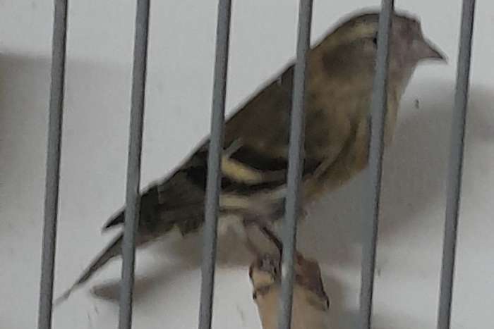 europeese sijs ivoor