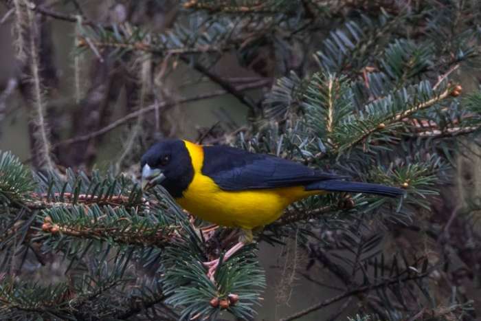 1-0 mycerobas affinis