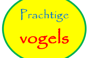 pyrrhura edelpapegaai zwartkopcaique enz