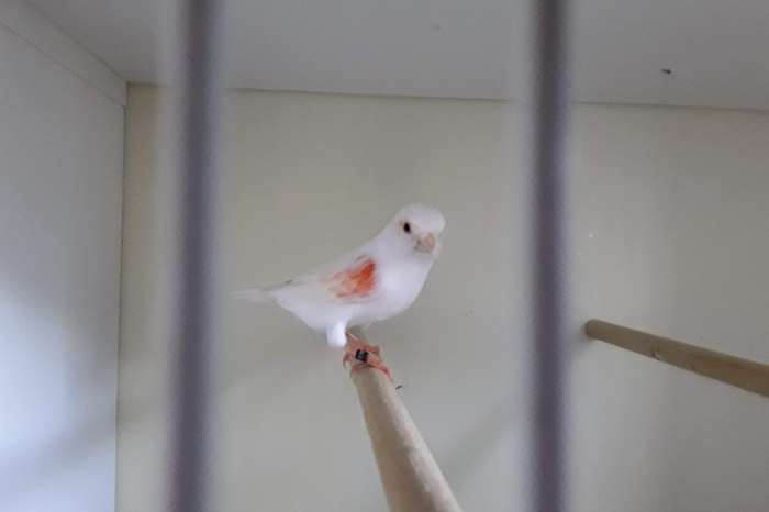 rood mozaiek type1 en 2