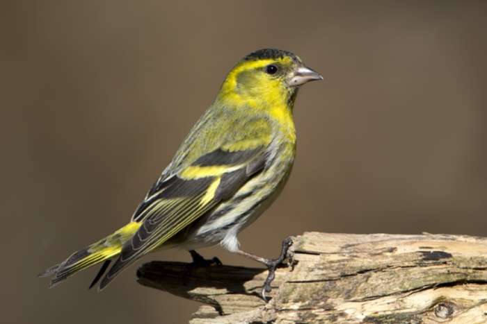gezocht: diverse europese cultuurvogels