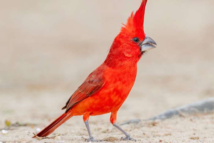 1-0 vermiljoen kardinaal van 2025